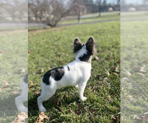 Medium Photo #7  Breeder Profile in NARRAGANSETT, RI, USA