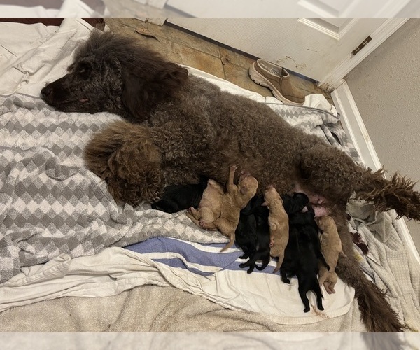 Medium Photo #23  Breeder Profile in DEXTER, MO, USA