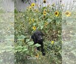 Small #1 Breeder Profile image
