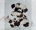 Small #38 Breeder Profile image