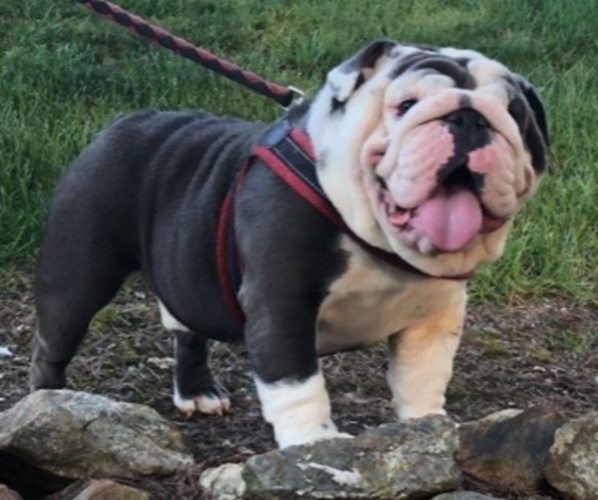 Medium Photo #1  Breeder Profile in BETHLEHEM, GA, USA