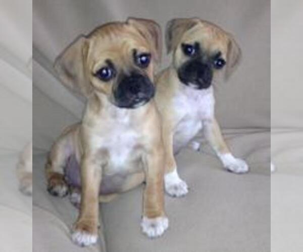 Medium Photo #1  Breeder Profile in VICTORIA, VA, USA