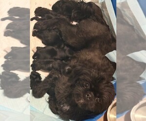 Shorkie Tzu Dog Breeder near ELIZABETH, CO, USA