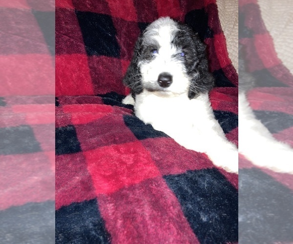 Medium Photo #1  Breeder Profile in BUCKHANNON, WV, USA