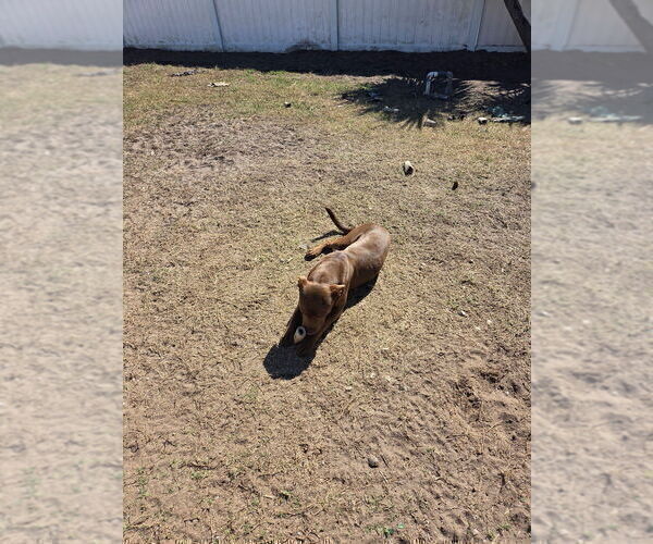 Medium Photo #4  Breeder Profile in SEBASTIAN, FL, USA