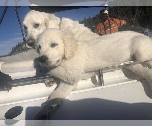 Medium Photo #7  Breeder Profile in COLVILLE, WA, USA