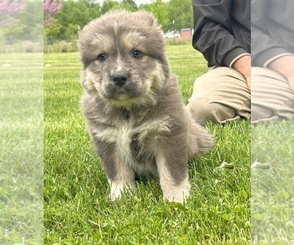 Medium Photo #55  Breeder Profile in TWINING, MI, USA