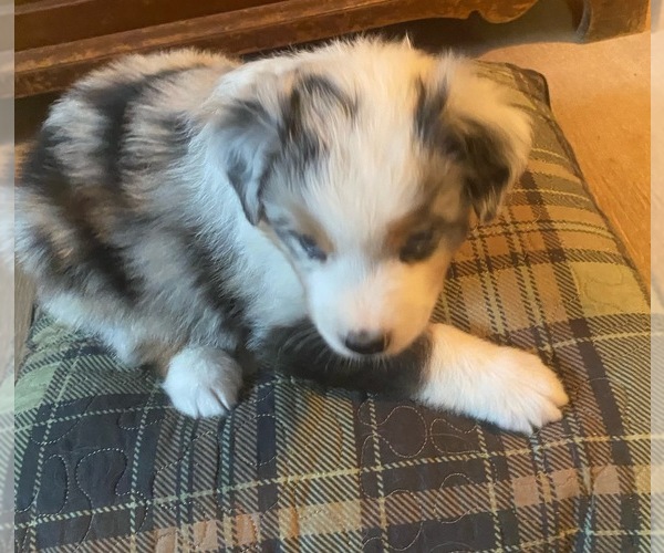 Medium Photo #13  Breeder Profile in ONAWAY, MI, USA