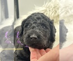 Small #3 Breeder Profile image