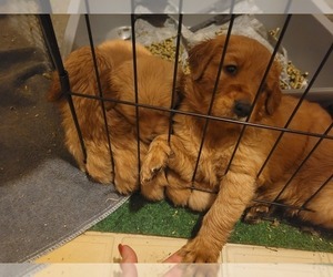 Golden Retriever Dog Breeder near DELTA, PA, USA