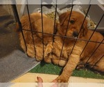 Small breeder photo