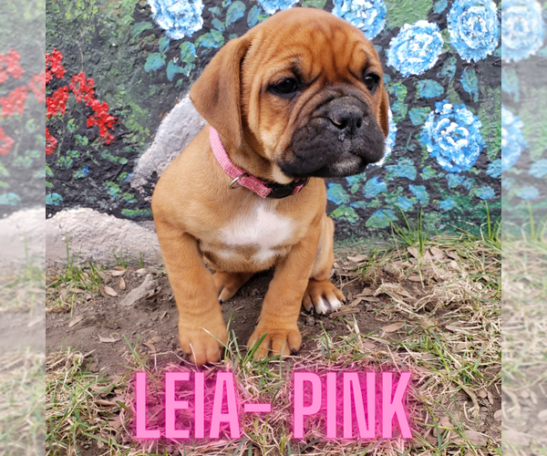Medium Photo #8  Breeder Profile in FORSYTH, MT, USA
