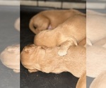 Small #4 Breeder Profile image