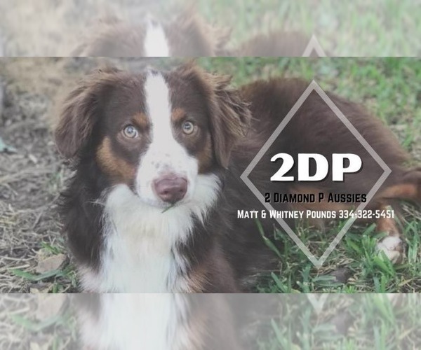 Medium Photo #1  Breeder Profile in MATHEWS, AL, USA