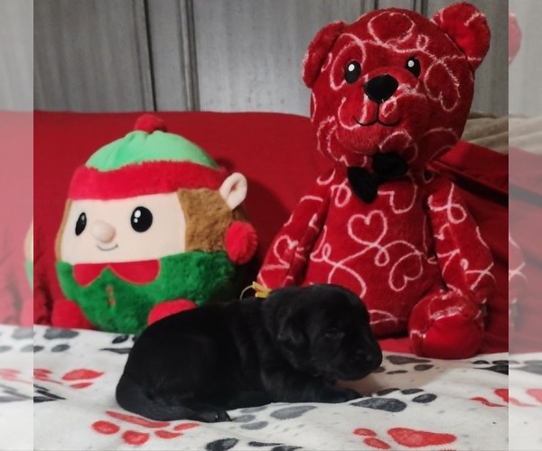 Medium Photo #8  Breeder Profile in COEUR D ALENE, ID, USA