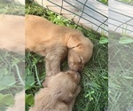 Small #28 Breeder Profile image