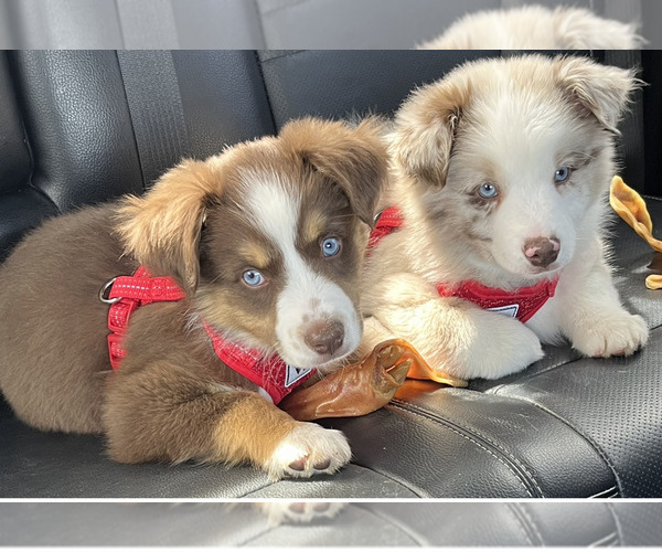 Medium Photo #1  Breeder Profile in GREENVILLE, GA, USA