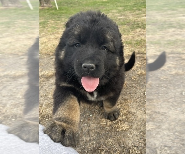 Medium Photo #33  Breeder Profile in TWINING, MI, USA