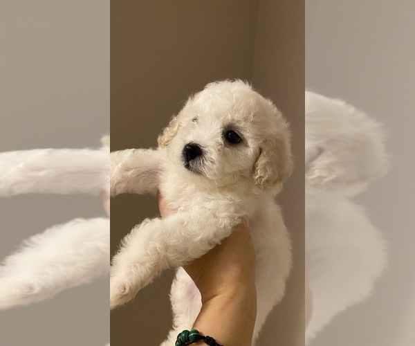 Medium Photo #1  Breeder Profile in VANCOUVER, WA, USA