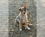 Small #33 Breeder Profile image