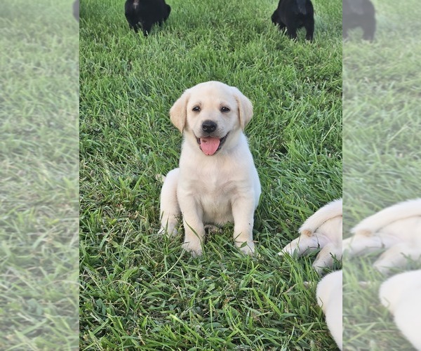 Medium Photo #10  Breeder Profile in SHELDON, IA, USA