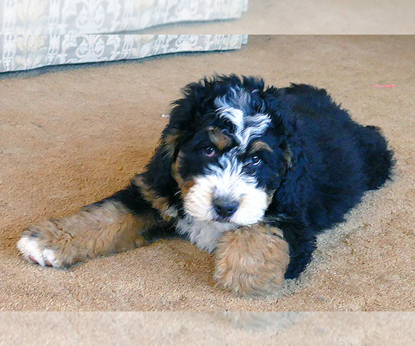 Medium Photo #14  Breeder Profile in ROY, UT, USA