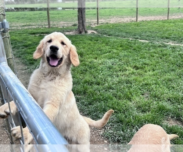 Medium Photo #42  Breeder Profile in NEOLA, WV, USA