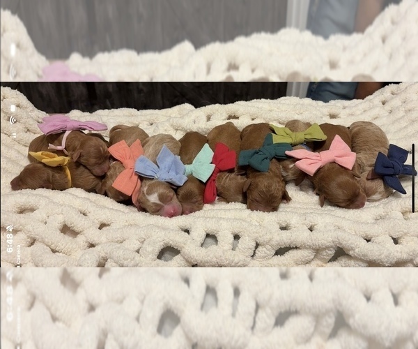 Medium Photo #1  Breeder Profile in TRENTON, TN, USA