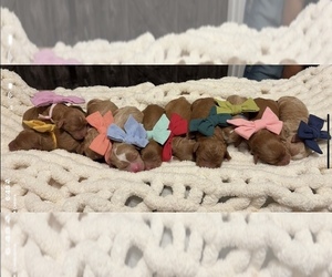 Goldendoodle (Miniature) Dog Breeder near TRENTON, TN, USA