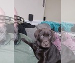 Small #8 Breeder Profile image