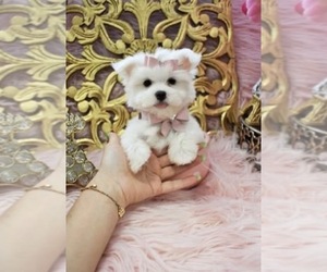 Maltese Dog Breeder near DELTONA, FL, USA