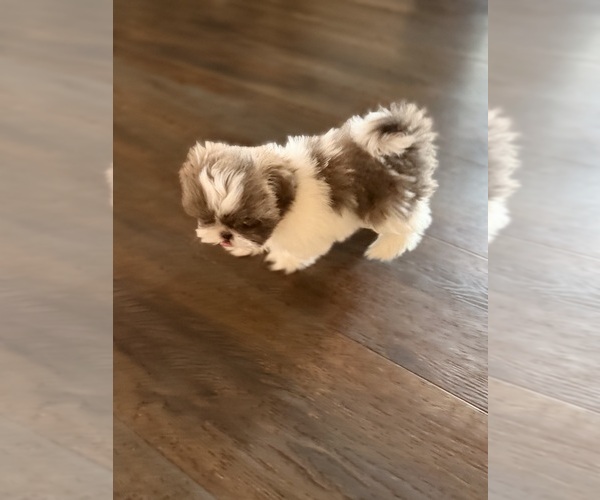 Medium Photo #1  Breeder Profile in TRACY, CA, USA