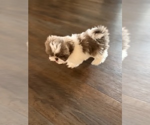 Shih Tzu Dog Breeder near TRACY, CA, USA