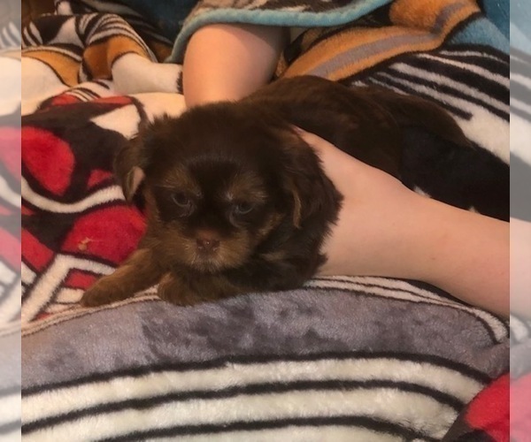 Medium Photo #25  Breeder Profile in SCOTTSDALE, AZ, USA