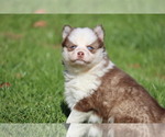 Small Photo #3  Breeder Profile in JUNCTION CITY, OH, USA