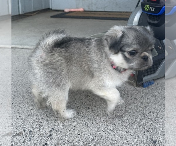 Medium Photo #17  Breeder Profile in PRINEVILLE, OR, USA