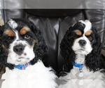 Small breeder photo