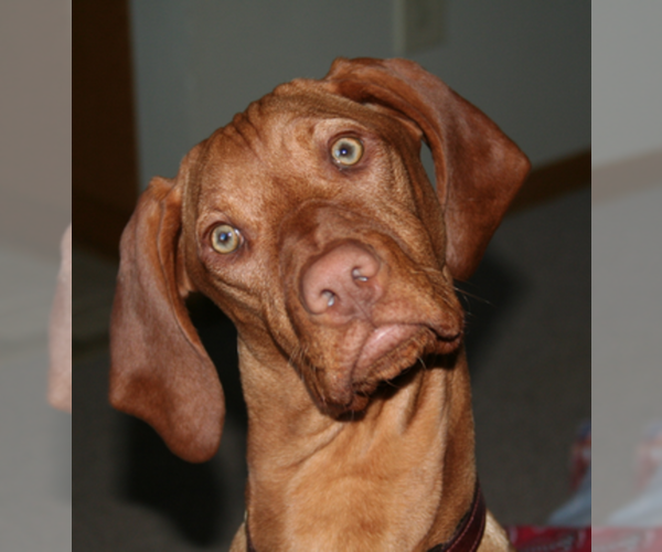 Medium Photo #1  Breeder Profile in LE MARS, IA, USA