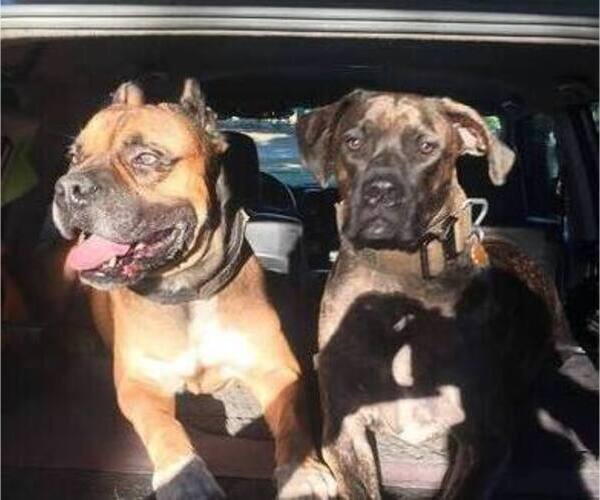 Medium Photo #1  Breeder Profile in TAMPA, FL, USA