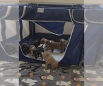 Small #2 Breeder Profile image