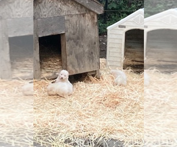 Medium Photo #12  Breeder Profile in MAD RIVER, CA, USA