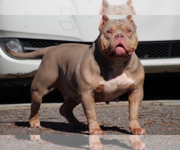 Medium Photo #7  Breeder Profile in MOUNT OLIVE, AL, USA