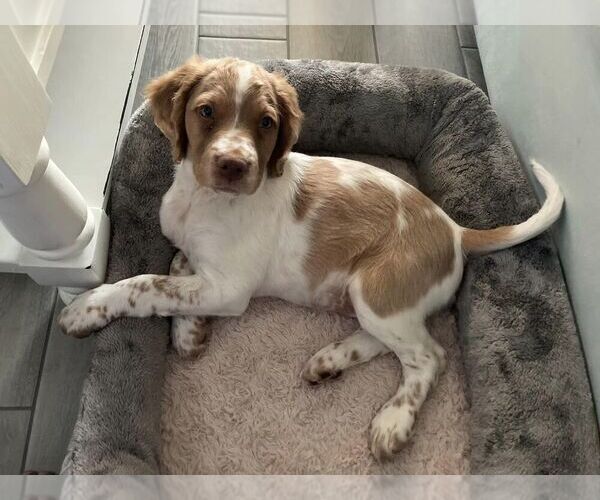Medium Photo #151  Breeder Profile in HORTENSE, GA, USA