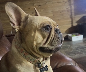 French Bulldog Dog Breeder near BRIGHTON, CO, USA