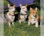 Small breeder photo