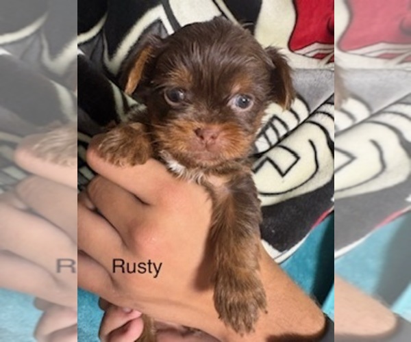 Medium Photo #64  Breeder Profile in SCOTTSDALE, AZ, USA