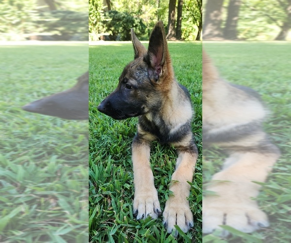 Medium Photo #14  Breeder Profile in HUMBOLDT, TN, USA
