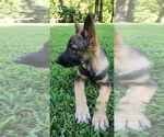 Small #13 Breeder Profile image
