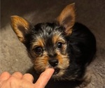 Small breeder photo