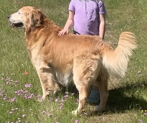 Golden Retriever Dog Breeder near RICHMOND, TX, USA